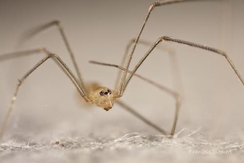 Réf. 95 426 : Pholcus phalangioides