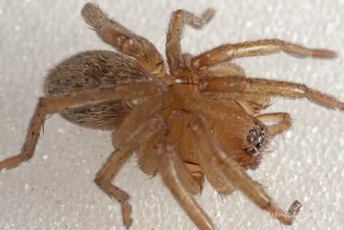 Réf. 95 978 : Drassodes sp.