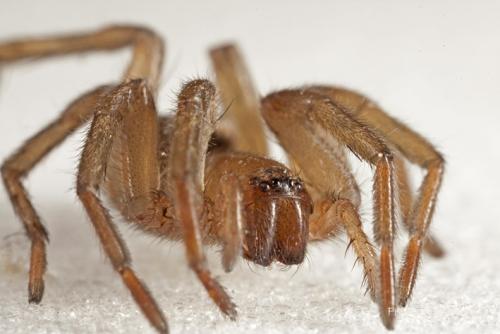 Réf. 95 979 : Drassodes sp.