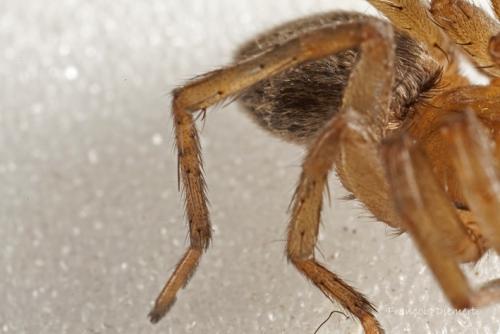 Drassodes sp.