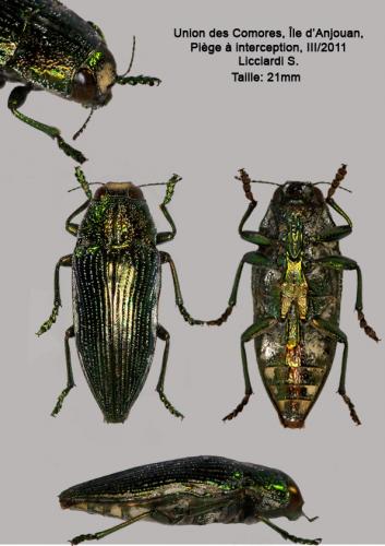 Réf. 95 221 : Polybothris sp.