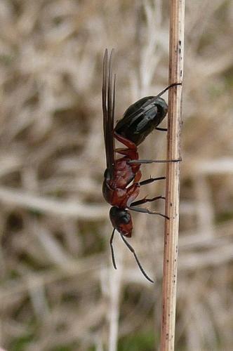 Réf. 95 419 : Formica sp.