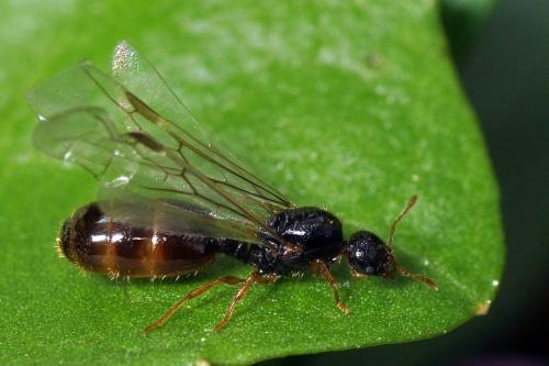 Solenopsis sp.