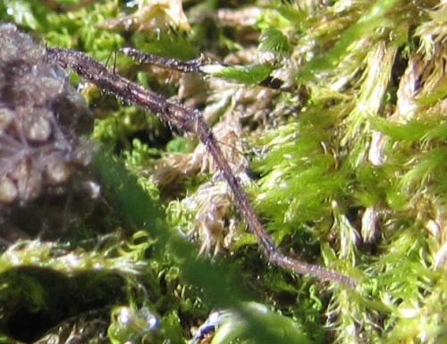 Pardosa sp.