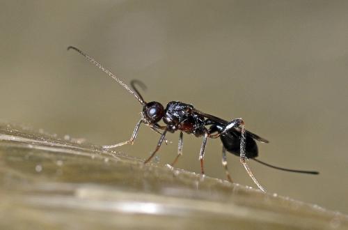 Doryctinae