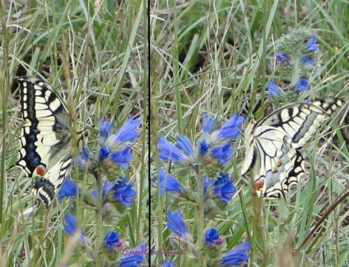 Papilio machaon
