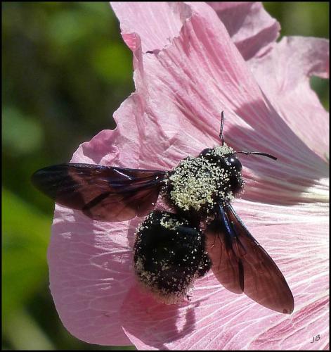 Xylocopa sp.