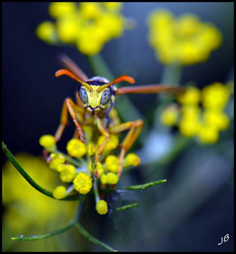 Polistes sp.