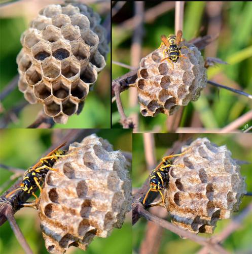 Polistes dominula