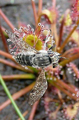 Haematopota sp.