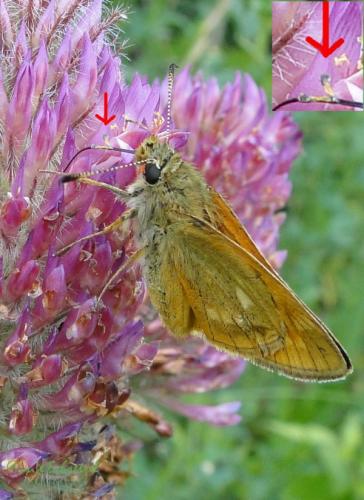 Réf. 95 305 : Ochlodes sylvanus