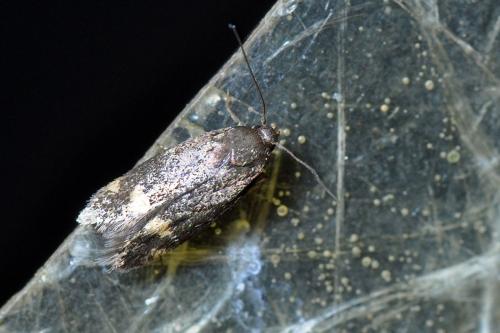 Borkhausenia minutella