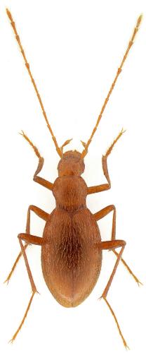 Réf. 95 791 : Antrocharis querilhaci