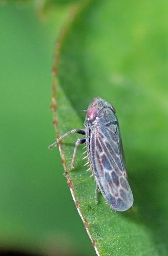 Deltocephalus pulicaris