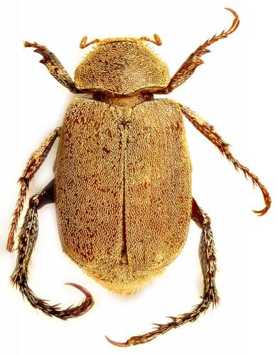 Echyra elegans