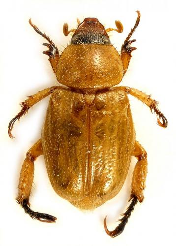 Delphinobius sp.