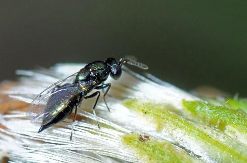 Réf. 95 321 : Entiinae inconnu