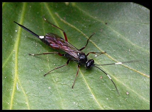 Réf. 95 743 : Cryptinae inconnu