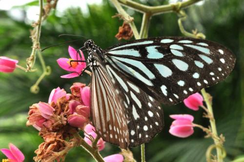 Réf. 95 327 : Ideopsis vulgaris