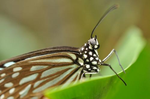 Réf. 95 330 : Ideopsis vulgaris