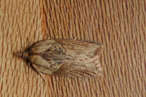 Acleris hastiana