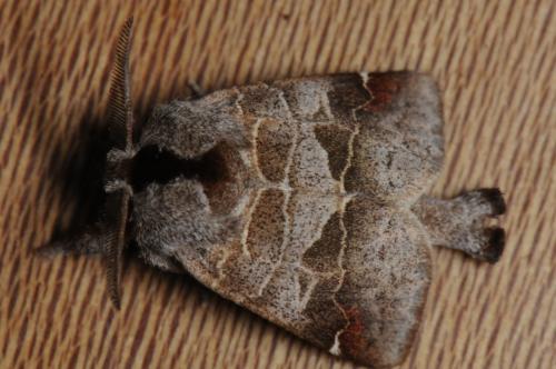 Réf. 95 859 : Clostera pigra