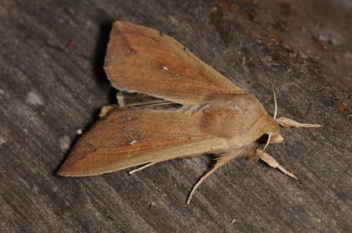 Mythimna unipuncta