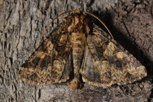 Réf. 95 213 : Conisania sp.