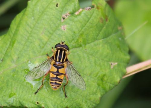 Réf. 95 214 : Helophilus pendulus