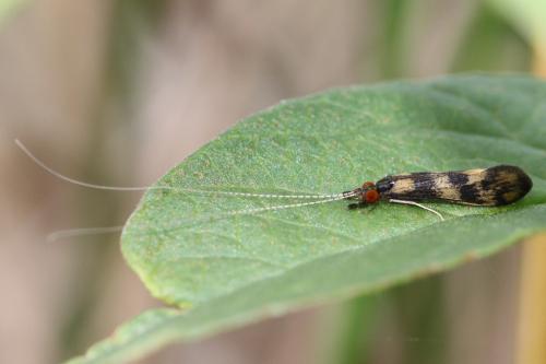 Réf. 95 650 : Mystacides longicornis