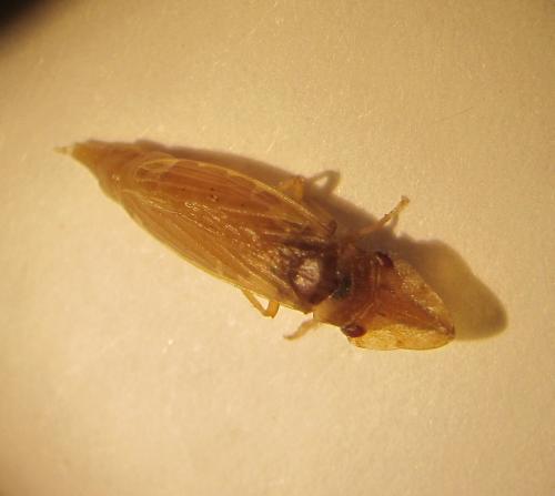Réf. 95 479 : Eupelix cuspidata