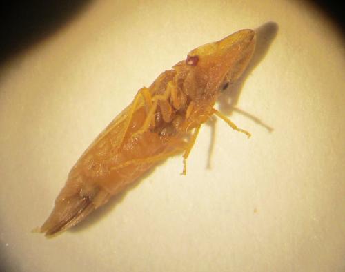 Réf. 95 480 : Eupelix cuspidata