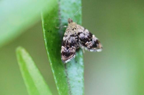 Anthophila fabriciana