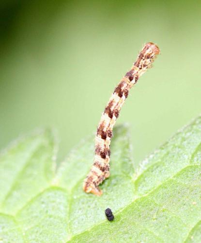 Eupithecia sp.