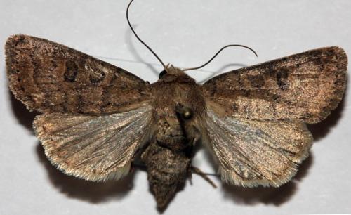 Hoplodrina sp.