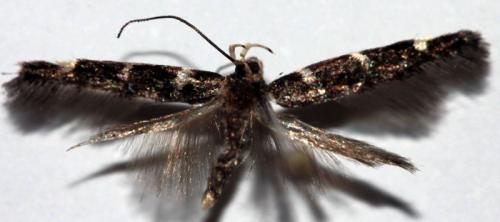 Réf. 95 096 : Eteobalea sp.