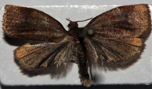 Réf. 95 159 : Archips sp.