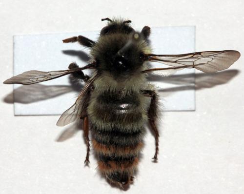 Bombus sp.