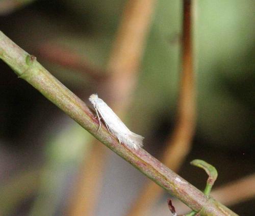 Bucculatrix artemisiella