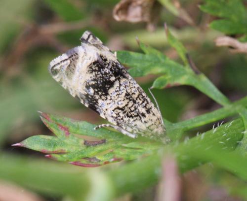 Celypha lacunana