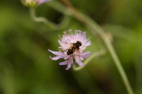 Réf. 95 127 : Eristalis horticola