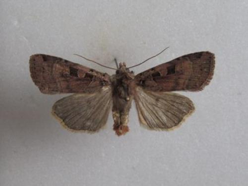 Réf. 95 427 : Xestia triangulum