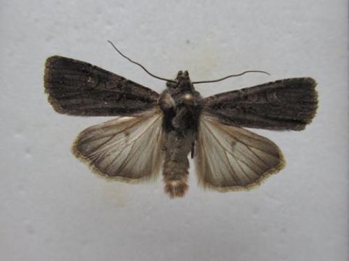 Réf. 95 429 : Euxoa nigricans