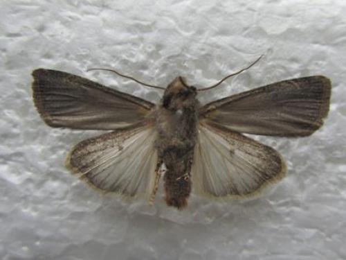 Réf. 95 430 : Euxoa nigricans