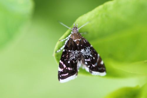 Prochoreutis sp.