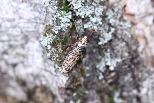 Erannis defoliaria