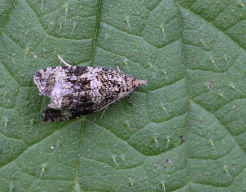 Celypha lacunana