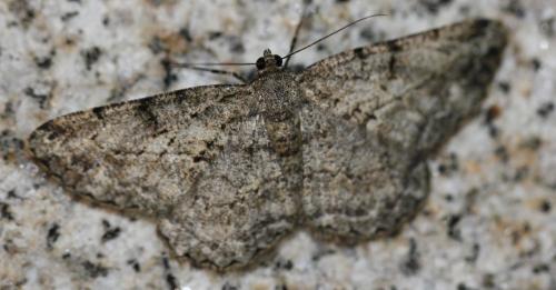 Peribatodes rhomboidaria