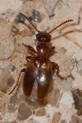 Omonadus floralis