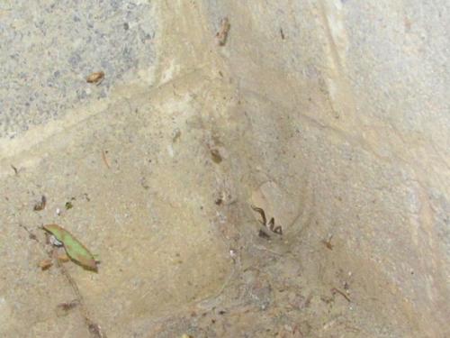 Eratigena atrica